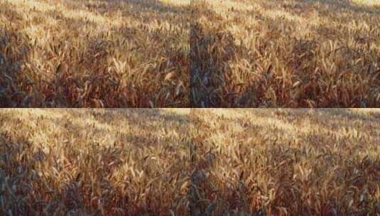 8K金色的麦田地麦子成熟颗粒饱满高清在线视频素材下载