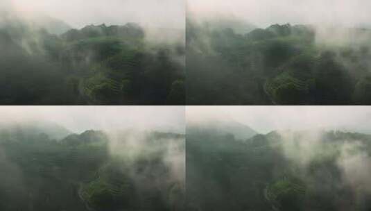 云雾缭绕的茶山茶园2高清在线视频素材下载