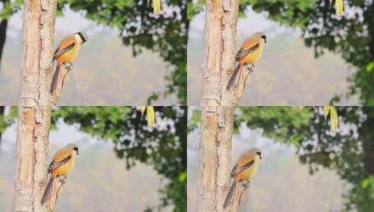 棕背伯劳-鸟高清在线视频素材下载