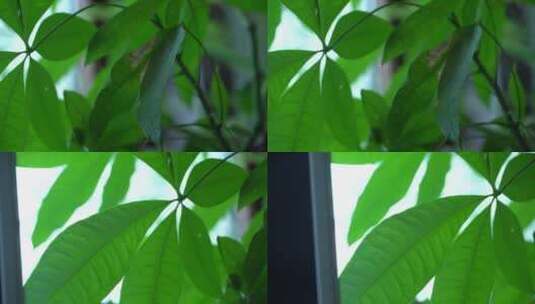 绿叶 阳光 植物高清在线视频素材下载