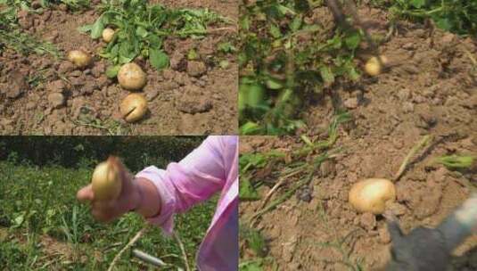 土豆 挖土豆 土豆种植高清在线视频素材下载