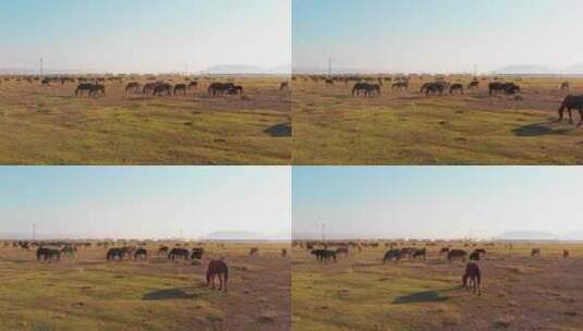 霍梅特西村的野马，土耳其高清在线视频素材下载