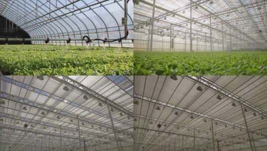 【合集】自动化大棚高清在线视频素材下载