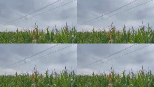 玉米地天空电线杆飞鸟高清在线视频素材下载