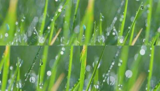 水滴落下低落嫩绿色的草上高清在线视频素材下载