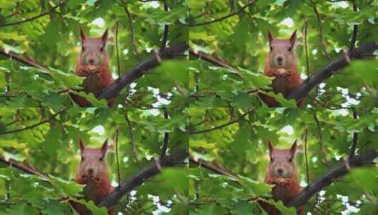 树上吃橡子的松鼠高清在线视频素材下载