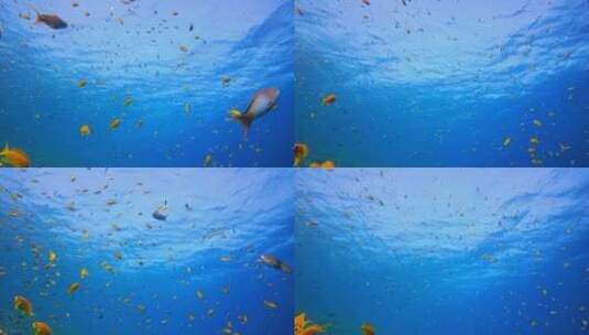 蓝水珊瑚礁鱼高清在线视频素材下载