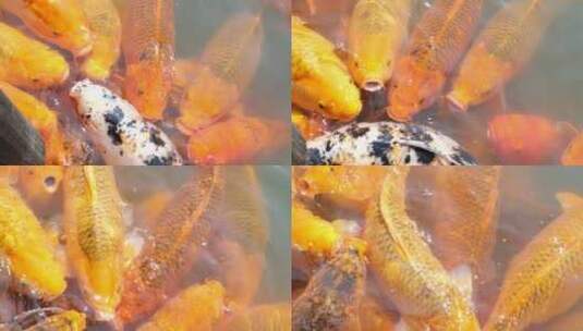 金色的大锦鲤超肥吉祥如意的高清在线视频素材下载