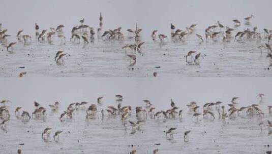 深圳湾飞行觅食的黑尾塍鹬群、鹬鸻群、鸟群高清在线视频素材下载