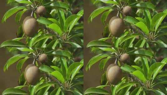 生长中的猕猴桃种植园采摘园高清在线视频素材下载