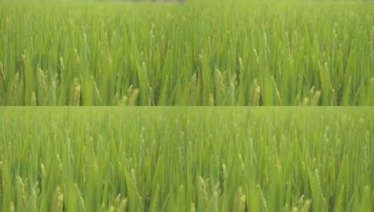 夏末农村水稻五常大米即将成熟高清在线视频素材下载