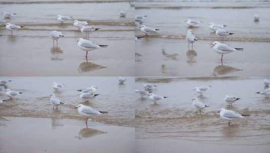 海边成群的海鸥高清在线视频素材下载