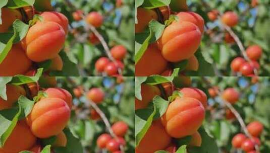 成熟红色的桃子特写4k高清在线视频素材下载