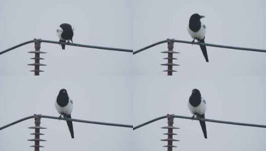 秋天高压电线上的鸟类喜鹊高清在线视频素材下载