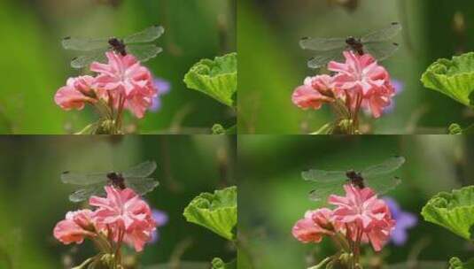 蜻蜓停留在花朵上高清在线视频素材下载