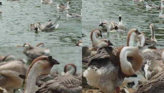 羽翼舞动：湖边鹅群的日常生活高清在线视频素材下载