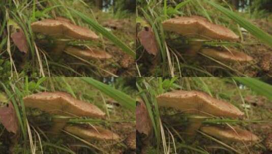 微距拍摄自然状态下蘑菇高清在线视频素材下载