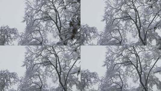湖南长沙岳麓山雪景实拍视频高清在线视频素材下载