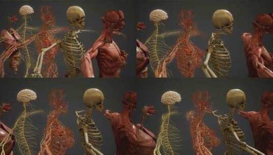 人体解剖学插图素材第1页高清在线视频素材下载