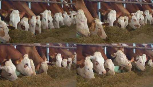 现代化奶牛养殖场高清在线视频素材下载