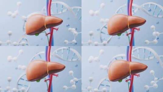 肝脏和医学的动画高清在线视频素材下载