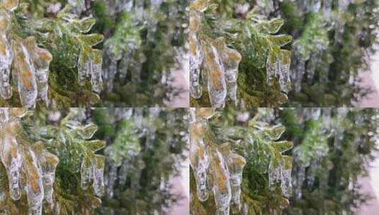 长冰柱常绿崖柏枝特写滴水融化冰柱高清在线视频素材下载