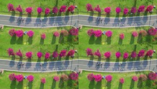海南三亚公园里春天阳光下的三角梅高清在线视频素材下载