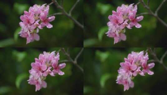 春天粉色樱花早樱花卉高清在线视频素材下载