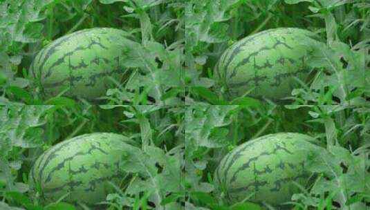西瓜种植高清在线视频素材下载