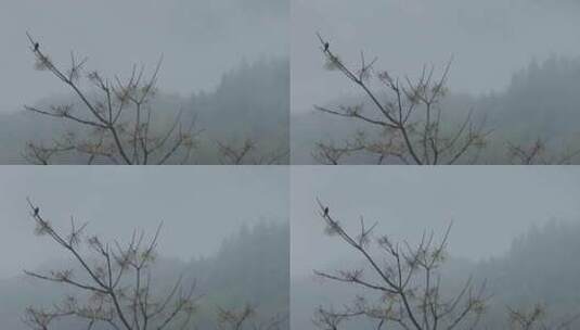 春天李花，竹林烟雨高清在线视频素材下载