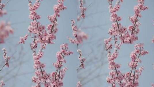 春天春暖花开桃花樱花空镜高清在线视频素材下载