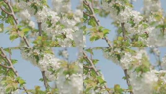 白色海棠花春天花朵花瓣特写空景空镜高清在线视频素材下载