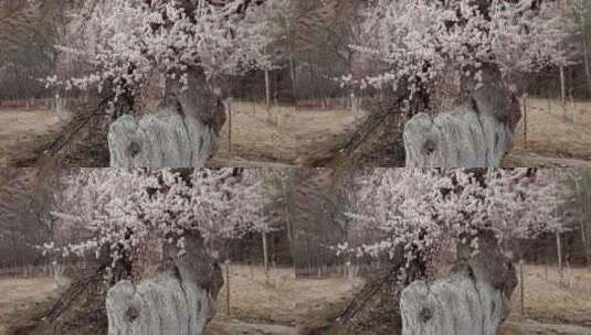 新疆古老的树木杏花树杏花特写高清在线视频素材下载