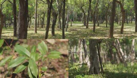 树木树林阳光植物生长高清在线视频素材下载