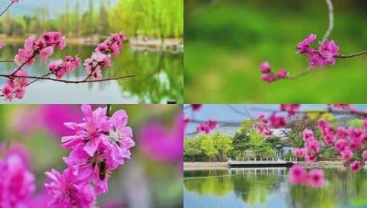 春天野外盛开的梅花樱花桃花合集高清在线视频素材下载