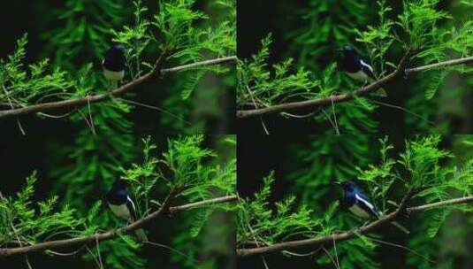 一只小鸟鹊鸲站在树枝上高清在线视频素材下载