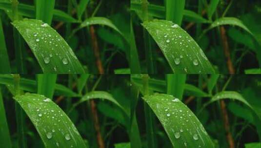 下雨天雨滴落在叶子上高清在线视频素材下载