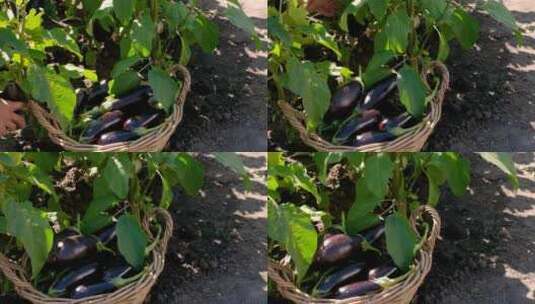 在花园里收获茄子选择性聚焦高清在线视频素材下载