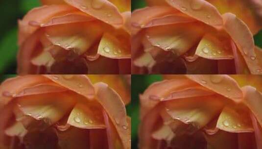 玫瑰花花瓣水珠露水特写，花瓣上的雨滴水滴高清在线视频素材下载
