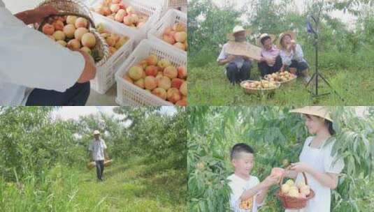 阳山水蜜桃 水蜜桃产地 水蜜桃采摘高清在线视频素材下载