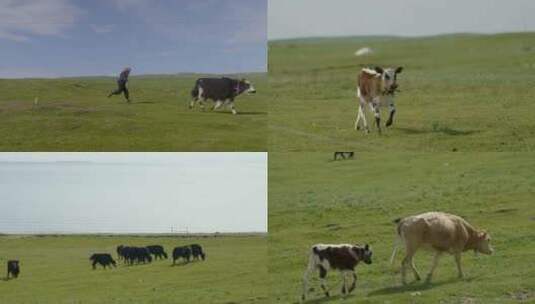 2_24698907_草原上的牛小孩放牛高清在线视频素材下载