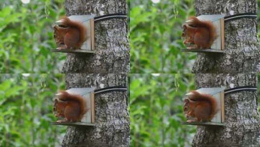 实拍近景松鼠在树上吃东西高清在线视频素材下载