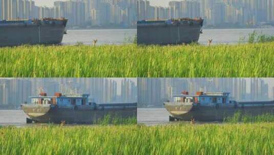 长江岸边草地与远处驶过的货轮高清在线视频素材下载