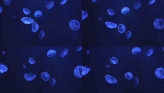 深海水母高清在线视频素材下载