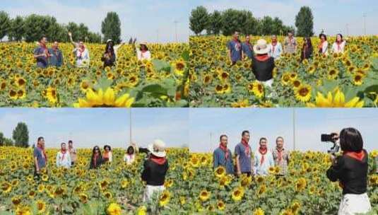 蝴蝶 葵花 采蜜 太阳花 立夏高清在线视频素材下载