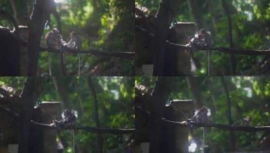 猴子一家三口动物世界高清在线视频素材下载