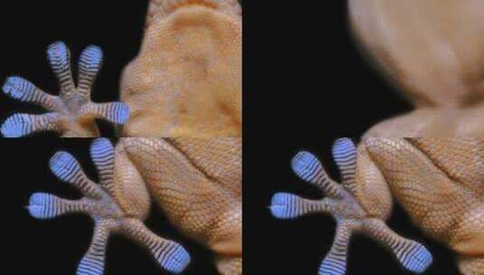 壁虎蜥蜴的脚特写高清在线视频素材下载