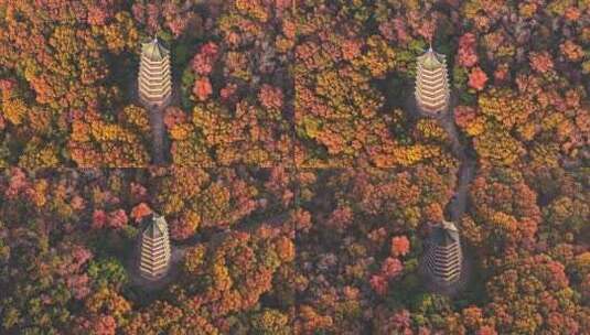 南京钟山风景区灵谷寺秋景高清在线视频素材下载