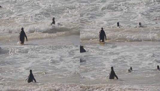 企鹅，非洲企鹅，海滩，海高清在线视频素材下载