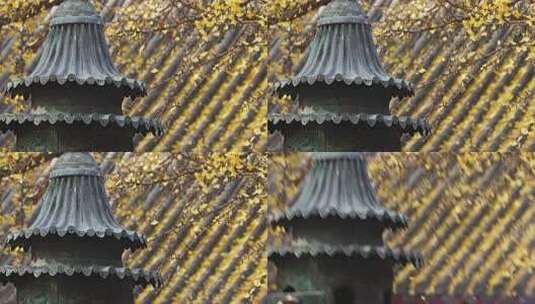 北京红螺寺银杏掉落高清在线视频素材下载